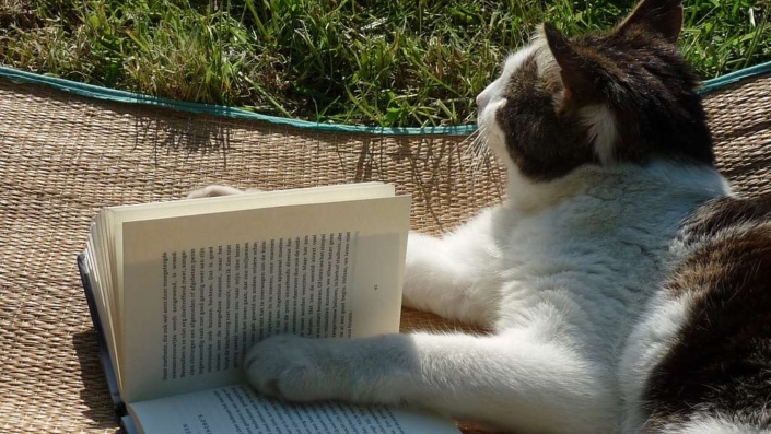 cat-reading-book-498102-da98ac-1024